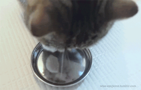 可愛すぎる水飲みを披露しちゃうねこ Tumblr Posts Tumbral Com