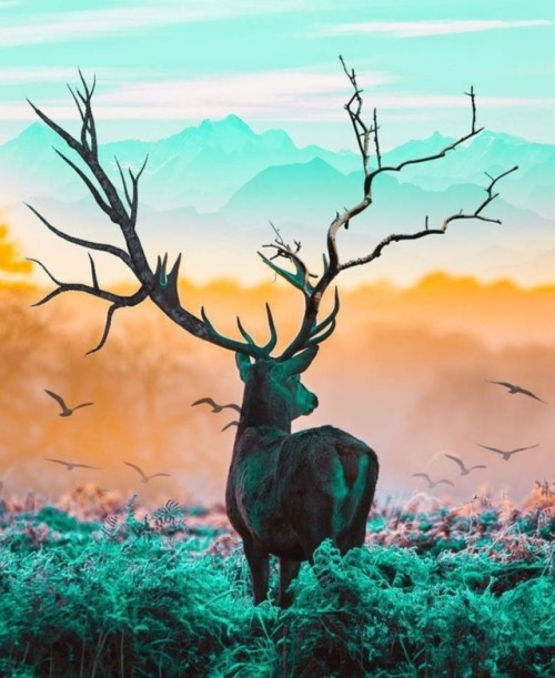 maureen2musings:Issa deer c_piddy