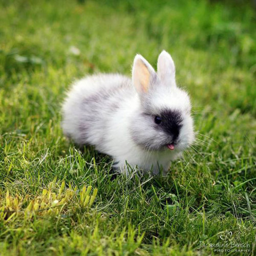 XXX tastefullyoffensive:  Bunnies Sticking Their photo