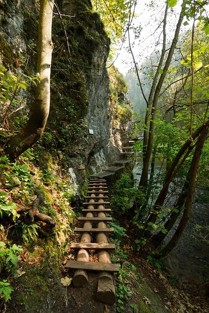 Porn Pics Into the wild (wooden canyon path in Slovakia)