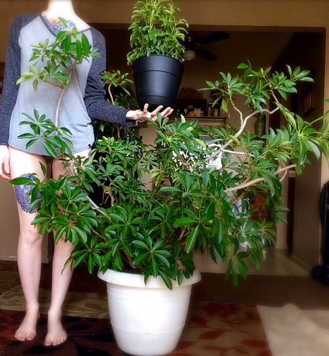 ciarachimera:  So the big plant is older than I am. My mom got it a few months before
