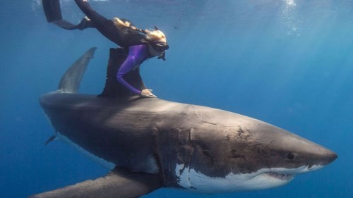 princess-fluthermucken: just-your-local-weirdo: Sharks are nice! Since its summertime and people are