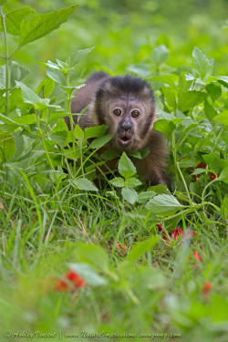 llbwwb:  Monkey Shock by Ashley Vincent