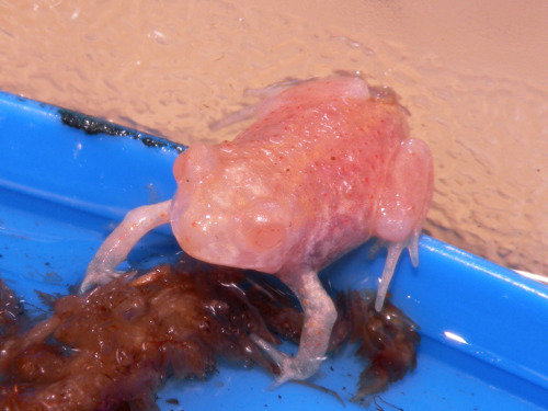 toadschooled:Check out these freaky guys! These are captive bred albino eastern spadefoot toads [Sca