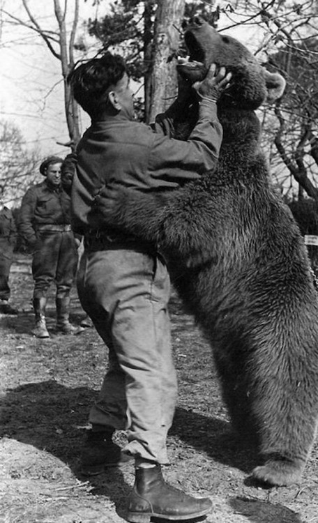 Wojtek (Voytek) 1942- December 2nd, 1963Found by Polish Soldiers in Iran, Wojtek was adopted by the 