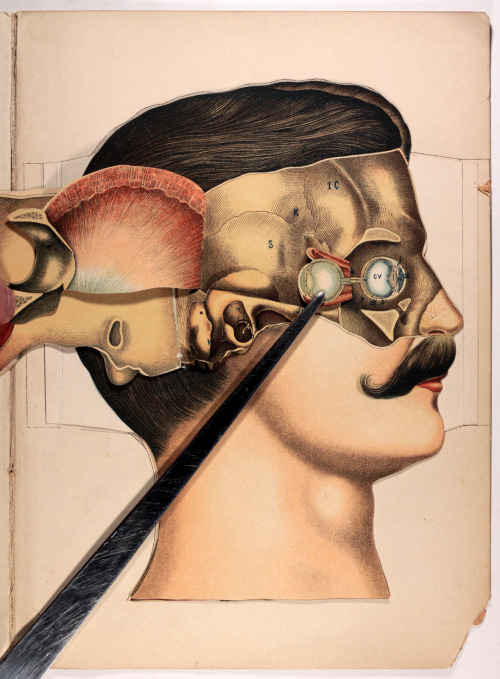 michaelmoonsbookshop: The Anatomy of the Human Head and Neckgraphically illustrated by means of supe