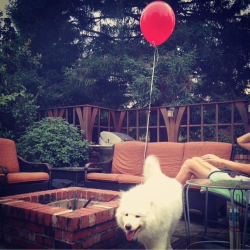 It’s with a heavy heart that we say goodbye to Old Skook today. He had a wonderful fifteen yea