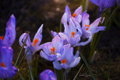 nerteragranadensis:[image description: purple crocus flowers. end description.]