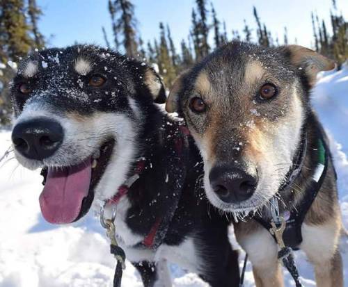 | Howling Ridge Kennel Racing Sled DogsWinter is still very much here in Two Rivers, Alaska!Twenty d