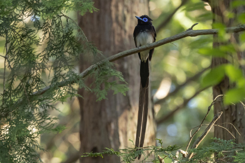 サンコウチョウ（Japanese Paradise Flycatcher）