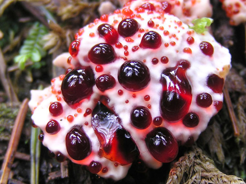 coolthingoftheday:1. Bleeding tooth fungus2. Veiled lady mushroom3. Amethyst deceiver4. Blue fungus5