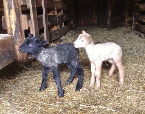  Surprise Lambing in JulyBy Rachel Conlin On this particular July morning, with an overcast sky, T