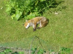 cute-overload:  This fox likes to nap on