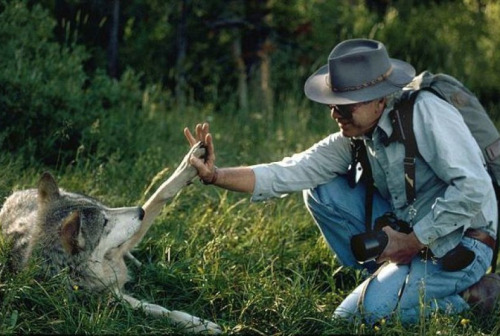 nubbsgalore:  jim and jamie dutcher, determined to show “the hidden life of wolves”, lived for six years with a pack of wolves in the idaho wilderness of yellowstone. a constant but unobtrusive presence, the dutchers earned the unshakable trust of