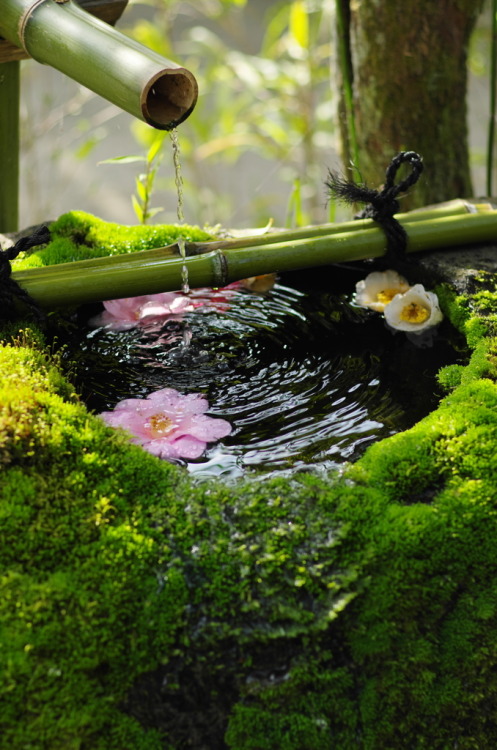 thewindupbee:瑞々しく－詩仙堂にて－ by 丹波屋 on Photohito.  Pillaged