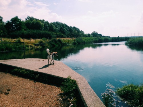 the-little-wolfdog:Still exploring our new surroundings:)