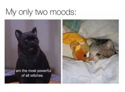 Cat Memes Only