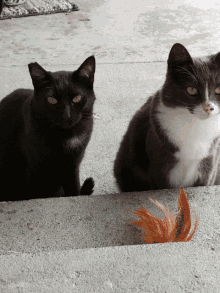 christ-chan-official:  nextvisibledelicious:starmossing:*bonks my stupid head with
