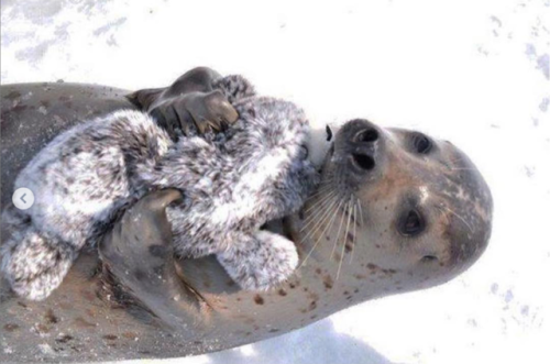 XXX babyanimalgifs:  Real seal and beanie seal photo