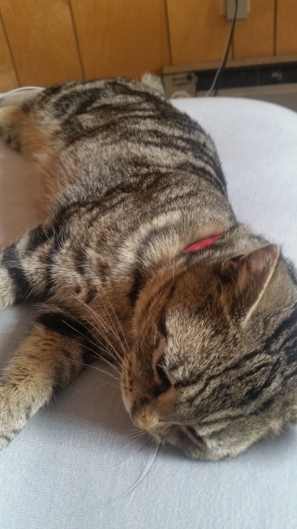 thegenewilderside:My cat, Eilonwy. She was abandoned on the side of the road, starving, with worms, 