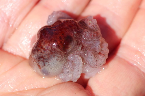 Daily Cephalopod #57