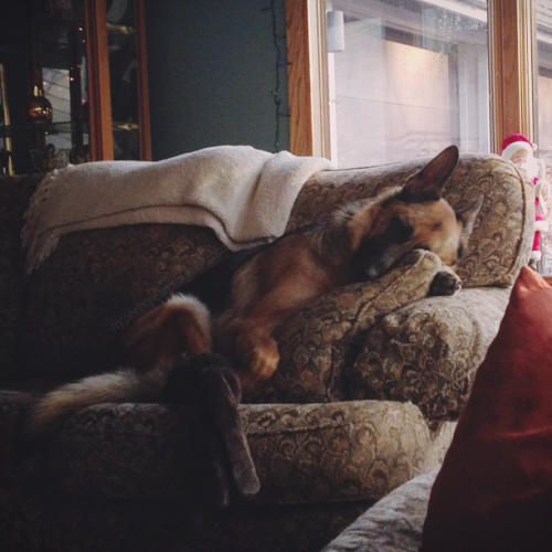 hyperb0rean: So cozy… :) #sweetgirl #germanshepherds #hyperboreanhomestead 