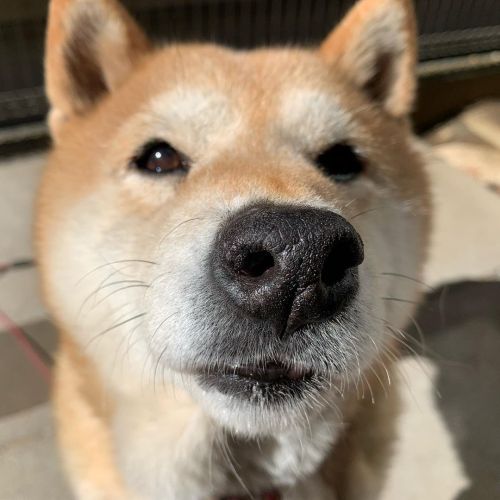 そろそろおやつタイムかな？✨#dog #doge #shiba #shibe #shibainu #shibastagram #komugi #柴犬 #赤柴 #しばいぬ #柴犬の小麦さん https: