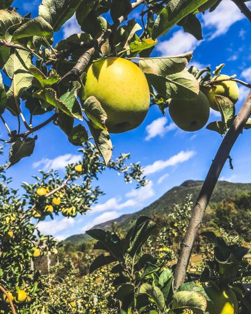 green apples