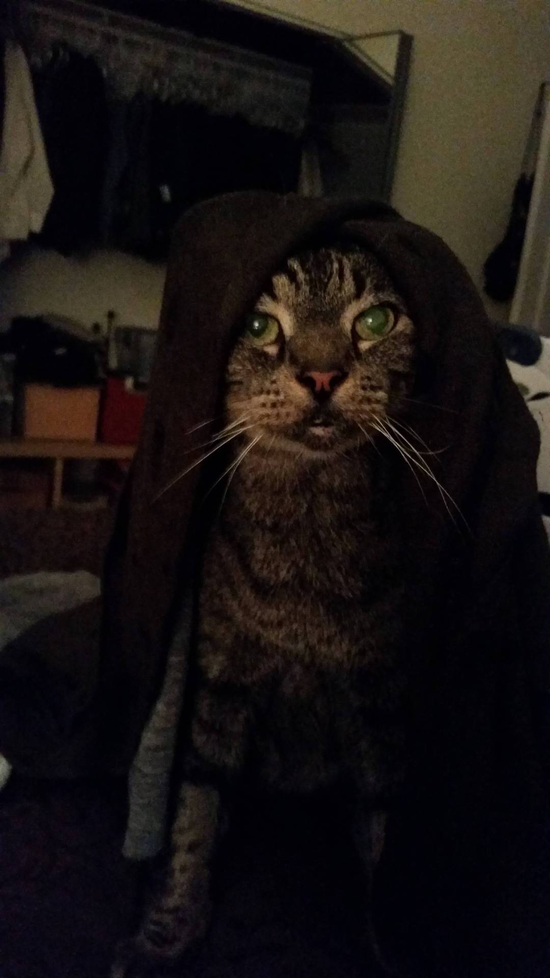 catsbeaversandducks:  May The Force Be With These 10 Jedi Khajiits “If you have