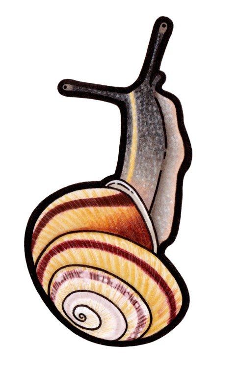 Banded Caracol (Caracolus marginella)The Banded Caracol is a medium-sized snail from Puerto Rico (&l