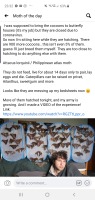 slimegargoyle:enjoloras-deactivated20220821:This man is trapped in his house with what’s going to be like 1000 giant moths and it is somehow the funniest thing I have seen in days.here’s the link. oh my god.