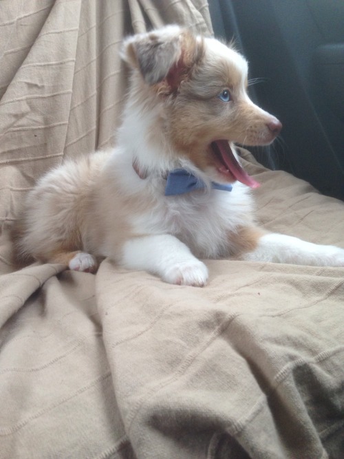 shoulderblades:  robbvious:  Wesley in the car, a short story  I LOVE DOGS 