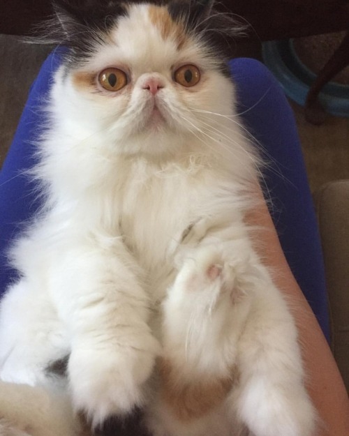 Oh hi! #canihavecuddlesrightmeow?!!