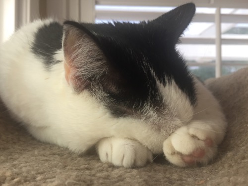 These are some pictures of our Japanese Bobtail, Suzu. She likes curl up into a ball so that she loo