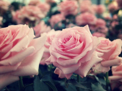 bemyhero-neverletgo:  Pink Pastel Roses