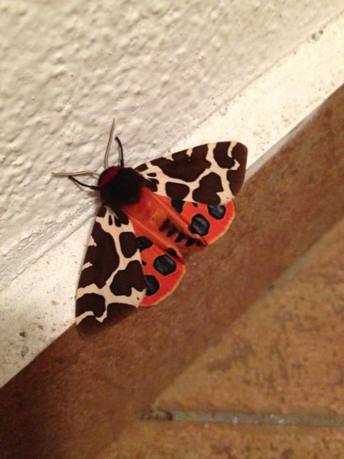 logenoir submitted:Hi! We seen this moth in the middle of night while high on lsd, i was trying to i