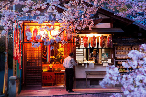 Philosopher’s Walk cherry blossom : Kyoto, Japan / Japón