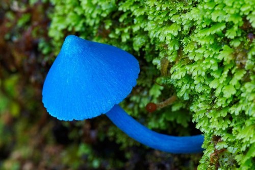 coolthingoftheday:1. Bleeding tooth fungus2. Veiled lady mushroom3. Amethyst deceiver4. Blue fungus5