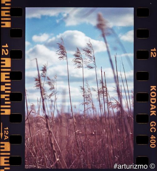 Spring #analog photography #filmphotography #filmnotdead #istillshootfilm #kodakultramax400 #kodakph