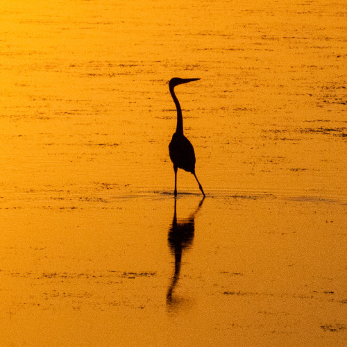 Egret