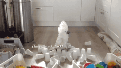 gifsboom:  Video: Harley the Cockatoo Hates Cup Towers