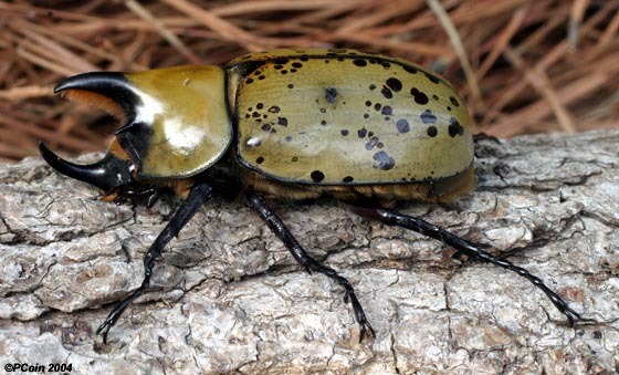 Eastern Hercules Beetle