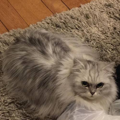 kaylazer: flapflaps: I think it may be time to get Mimi another hair cut why is this carpet staring 