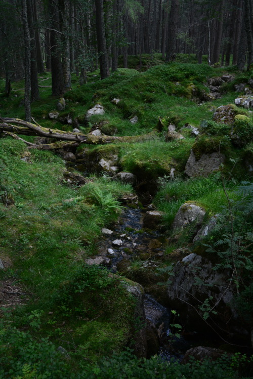 Porn photo px-70:Heather green - Spiltal of glen Muick