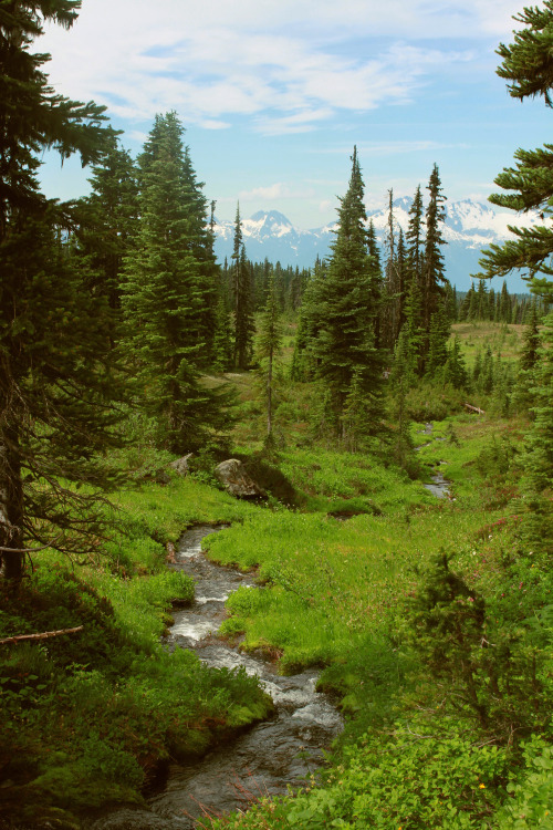 Predictablytypical:  Meadows On Mountain Tops 