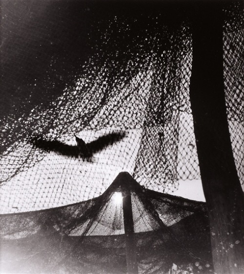 zzzze:  Eva Fuka, Racek, 1972 