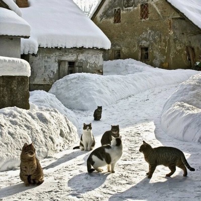 Porn happyheidi:Snow cats ⛄️(via) photos