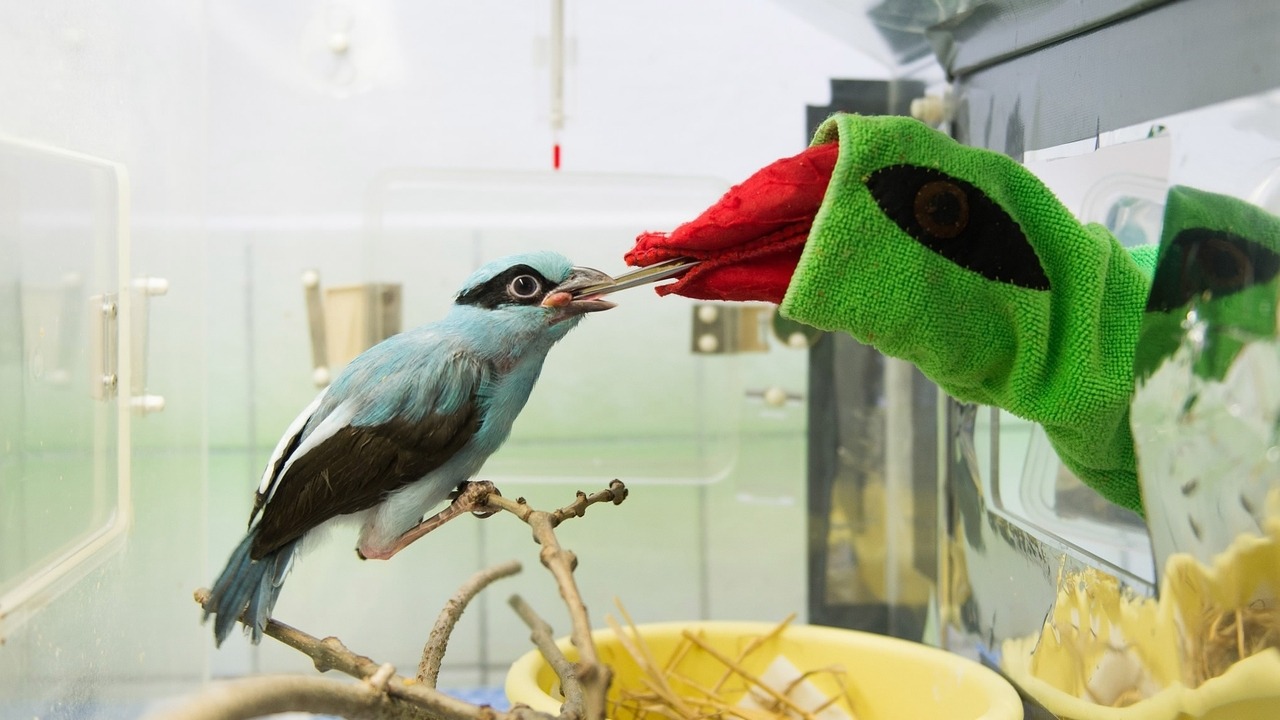 pom-seedss:  awkward-teabag:  pom-seedss:  nightjarring: I REALLY love the puppets