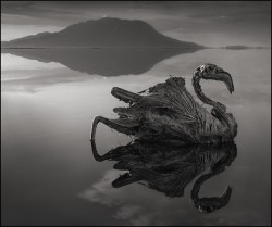 moshita:  Africa’s Lake Natron Turns Animals