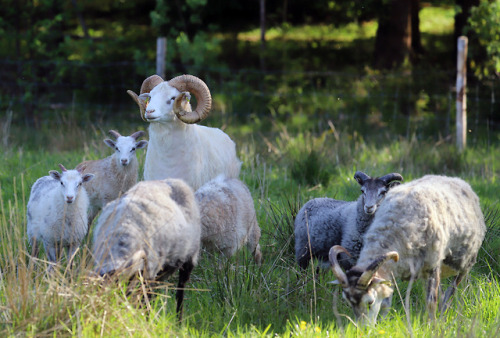 In the sheep pasture. 